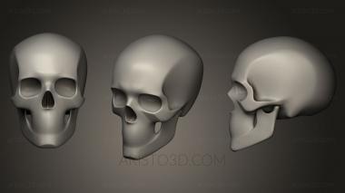 Anatomy of skeletons and skulls (ANTM_0036) 3D model for CNC machine
